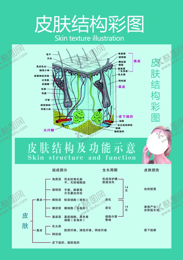 编号：38901710012243335917【酷图网】源文件下载-皮肤结构彩图
