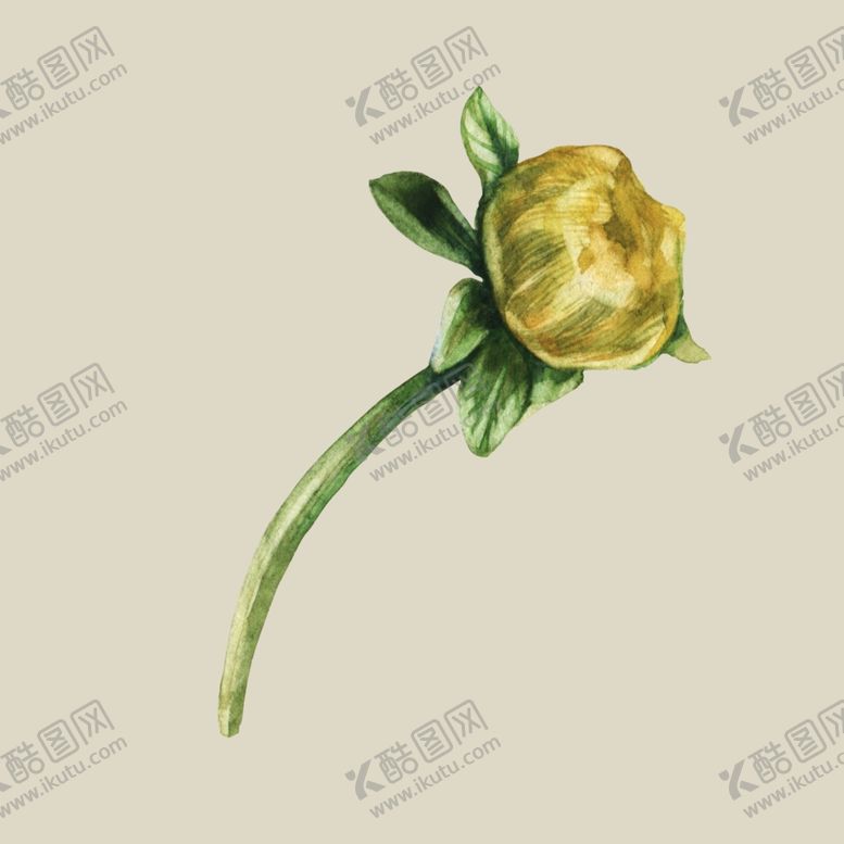 编号：67885207020352273528【酷图网】源文件下载-水彩植物