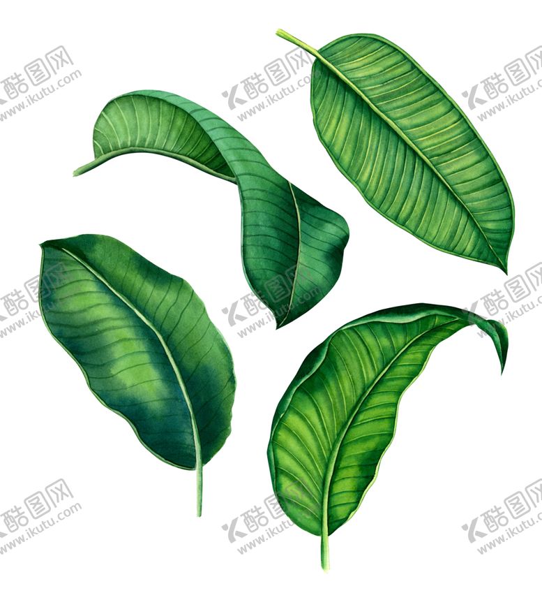 编号：35971107030802149912【酷图网】源文件下载-手绘叶子