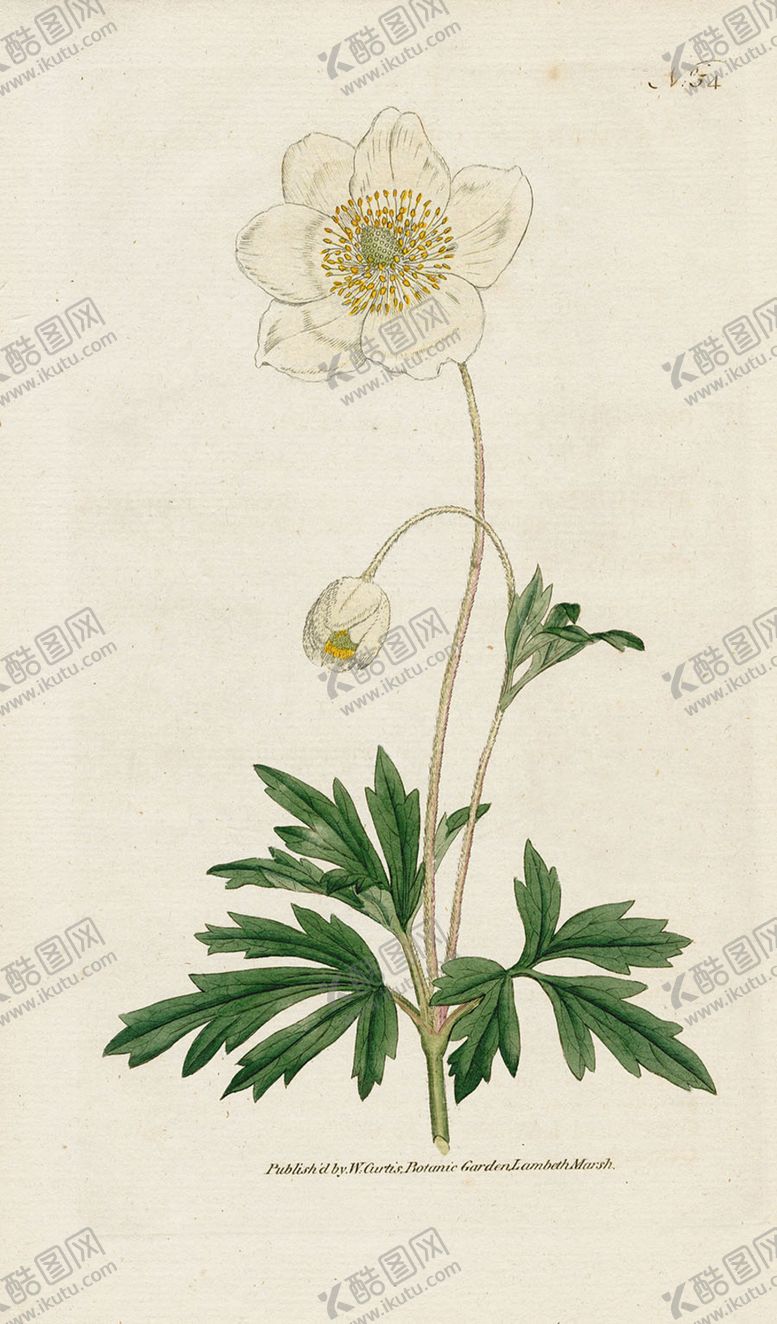 编号：78061605111125568042【酷图网】源文件下载-欧式复古色调花朵植物