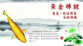 锦鲤简介黄金锦鲤