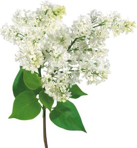 丁香花