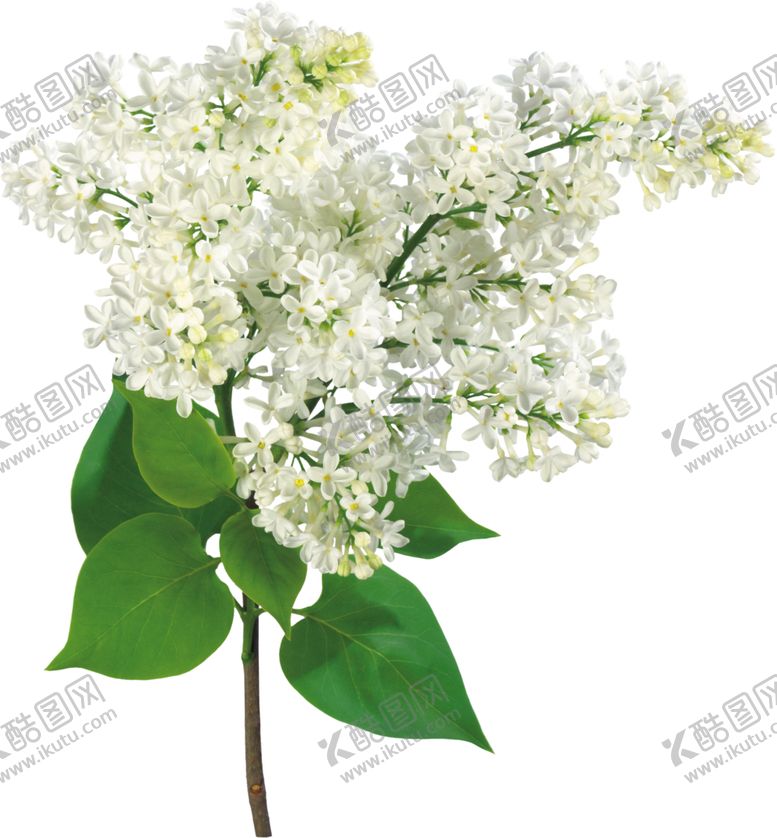 编号：14873005191152074237【酷图网】源文件下载-丁香花
