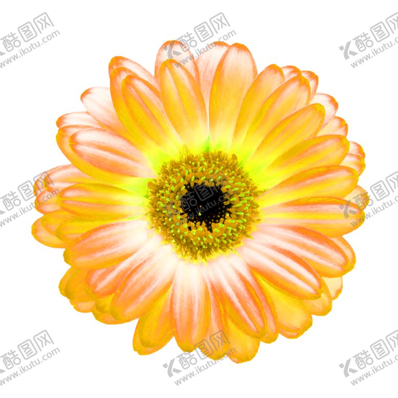 编号：93589209292044192085【酷图网】源文件下载-花素材