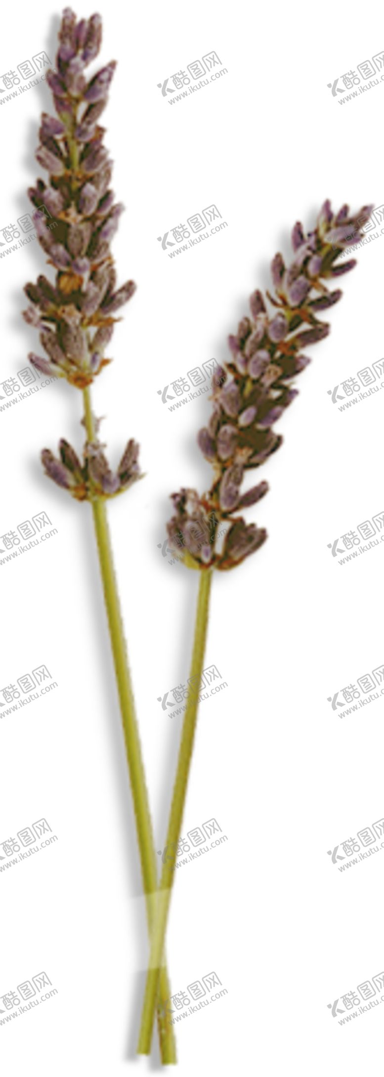编号：35023909140150317966【酷图网】源文件下载-免抠背景干花枯花