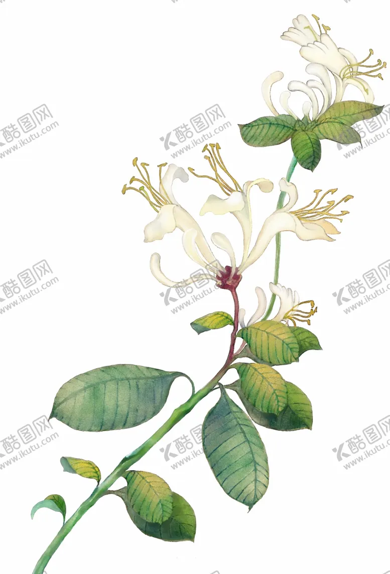 编号：17813303271428152820【酷图网】源文件下载-金银花
