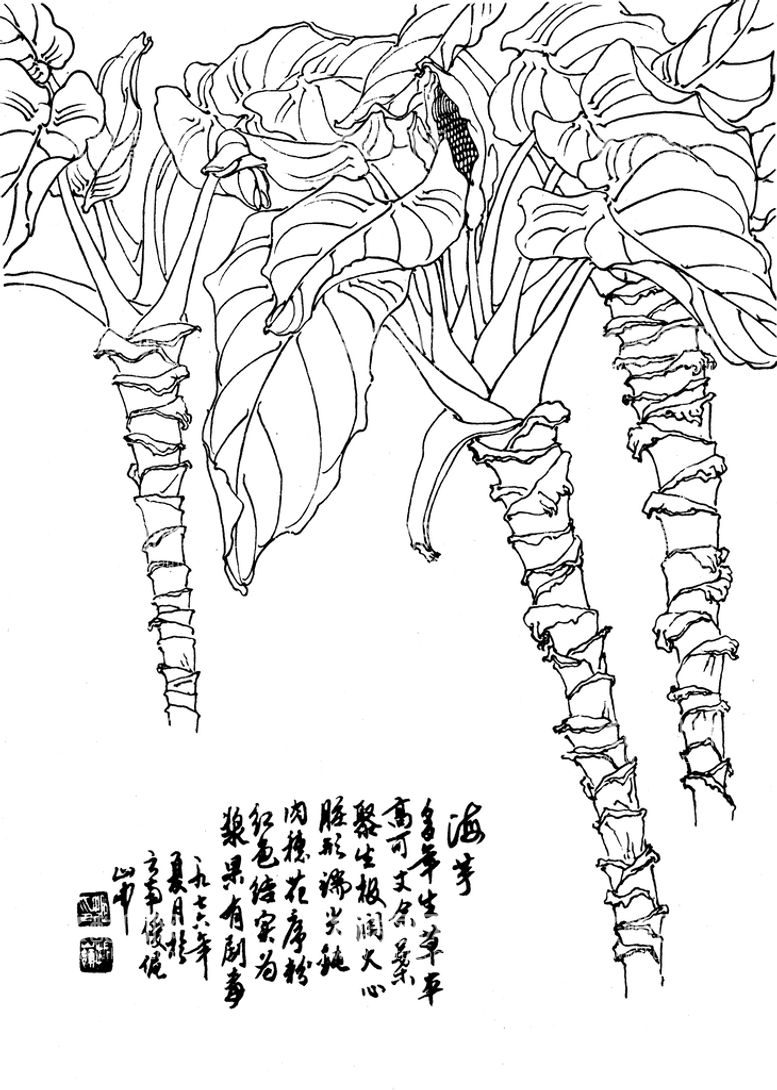 编号：43501209142256139147【酷图网】源文件下载-海芋