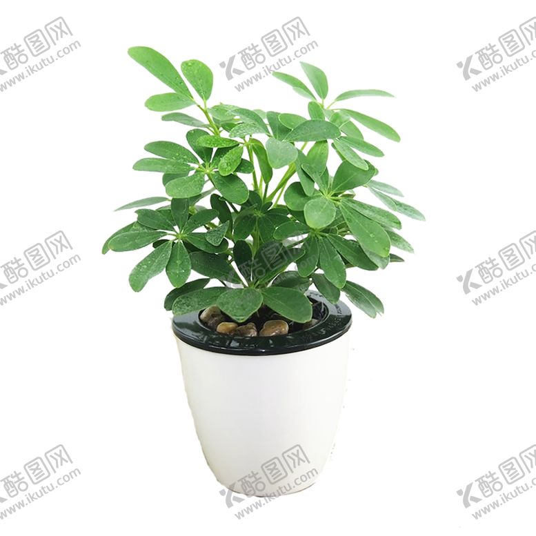 编号：67091410060041243033【酷图网】源文件下载-绿色植物