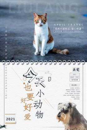 爱护流浪猫