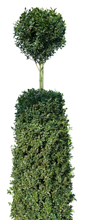 手绘绿色植物树叶素材