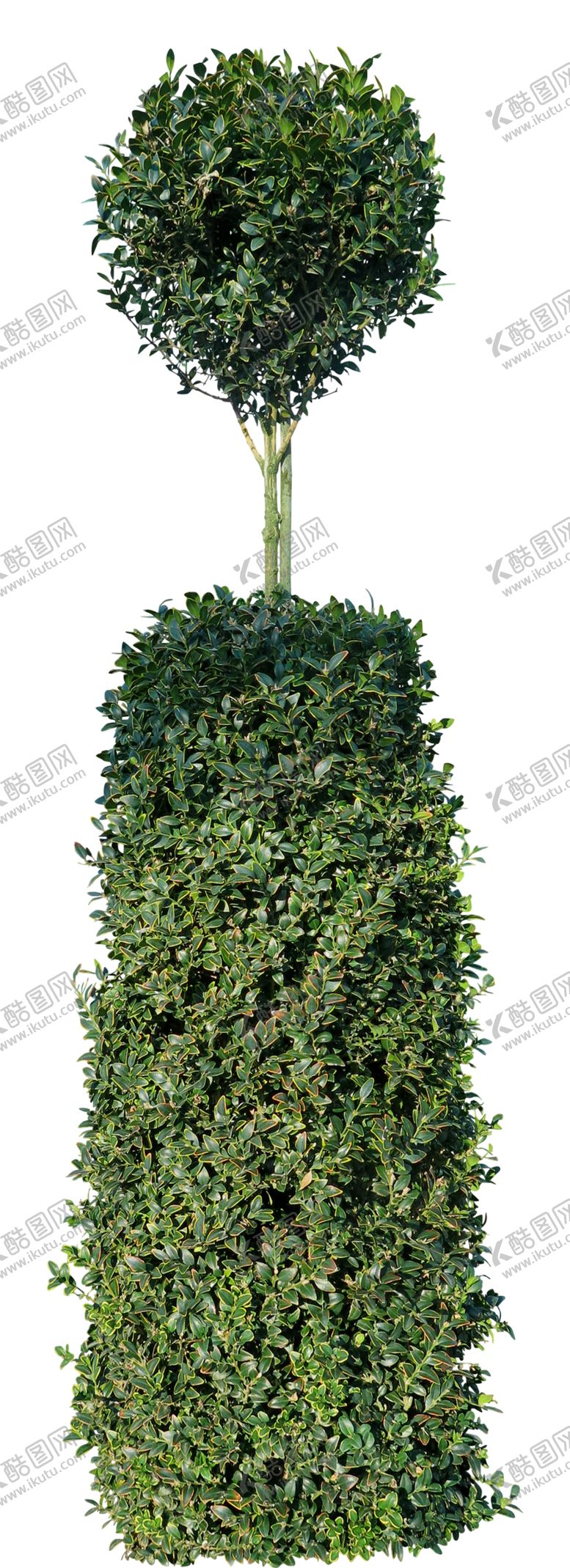 编号：25319707071922128923【酷图网】源文件下载-绿色植物素材
