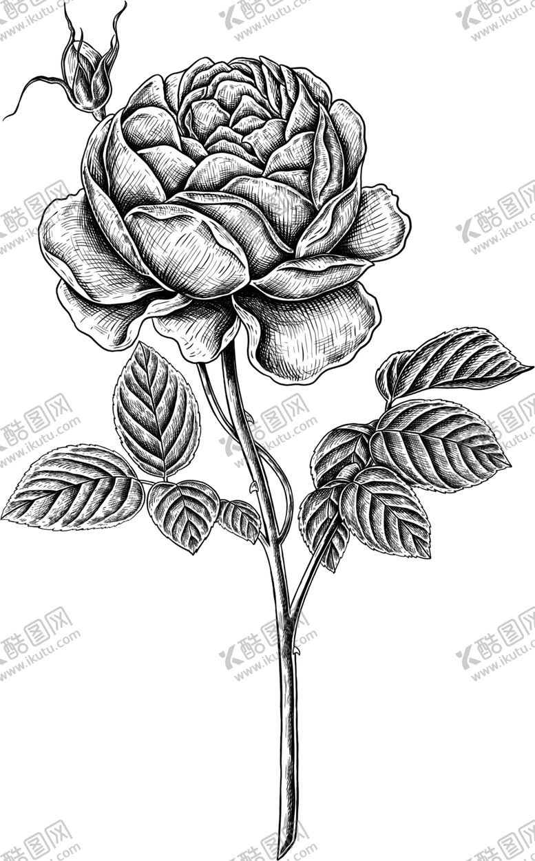 编号：54528709211908076423【酷图网】源文件下载-花朵素描