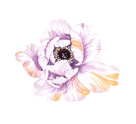 梦幻水彩牡丹花清明清明节