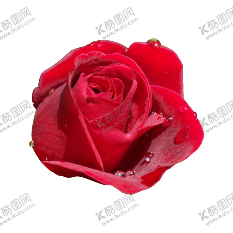 编号：81795212151535162511【酷图网】源文件下载-红玫瑰
