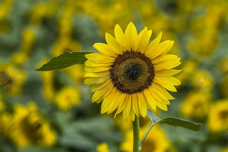 编号：84765811210046448636【酷图网】源文件下载-向日葵