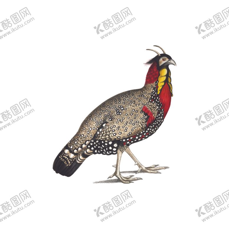 编号：49976405090848537670【酷图网】源文件下载-鸟类插画