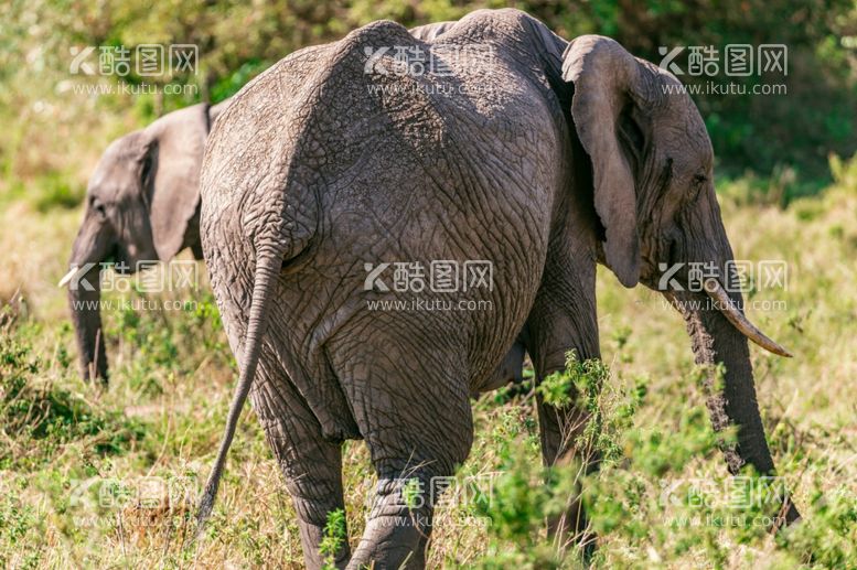 编号：24656612140757482697【酷图网】源文件下载-大象