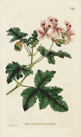 欧式复古色调花朵植物