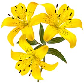 百合