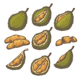 榴莲水果蔬菜