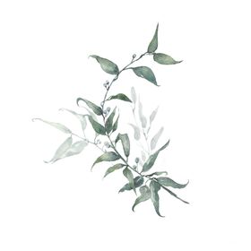 小清新水彩植物树枝