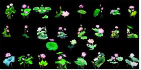 荷塘夜色中的多彩荷花荷叶