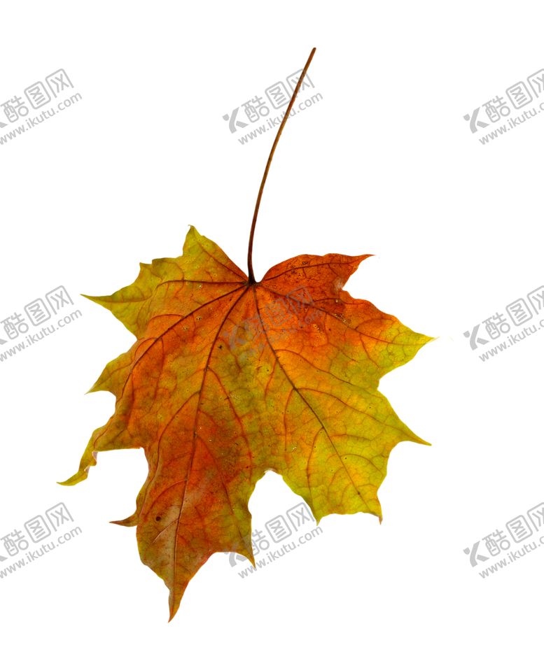 编号：97367810151300081614【酷图网】源文件下载-枫叶