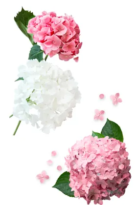 绣球花