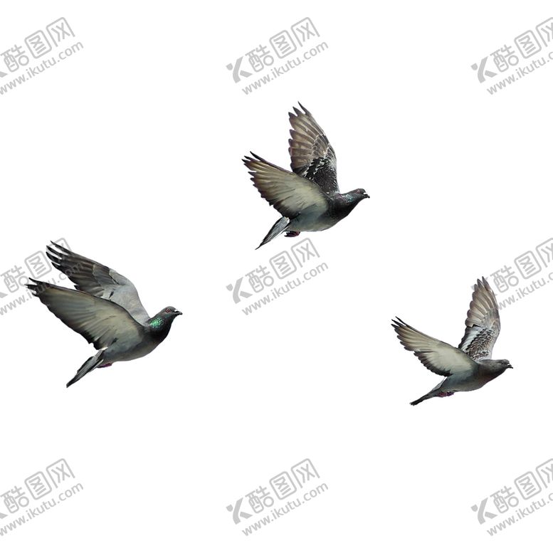 编号：22127407031138556092【酷图网】源文件下载-鸽子
