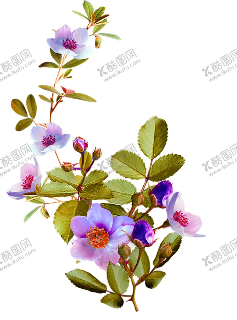 编号：63158706151417525740【酷图网】源文件下载-鲜花素材