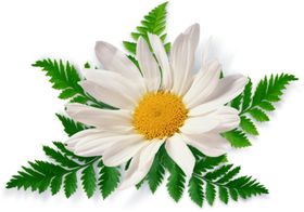 洋甘菊