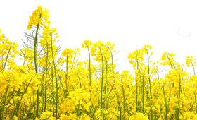 油菜花