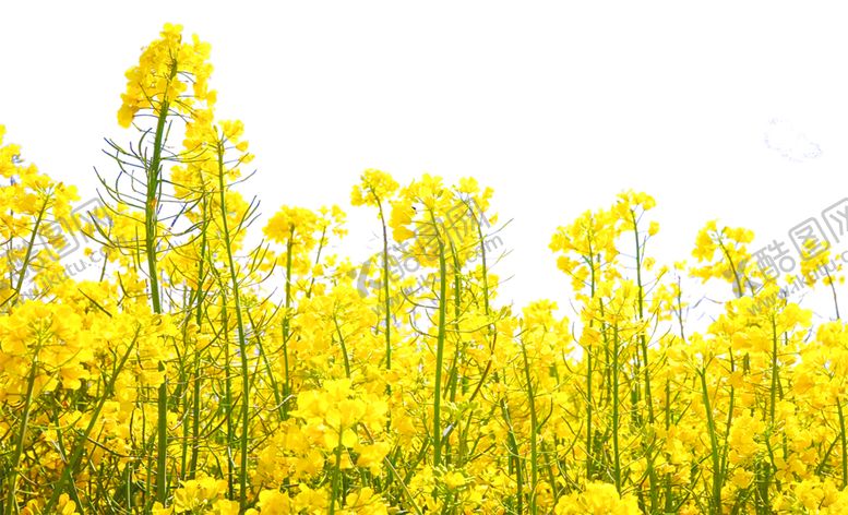 编号：31109805040356415910【酷图网】源文件下载-油菜花