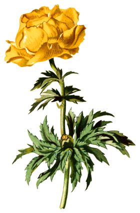 手绘复古花卉