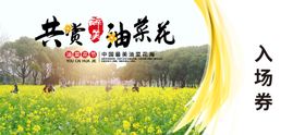 油菜花