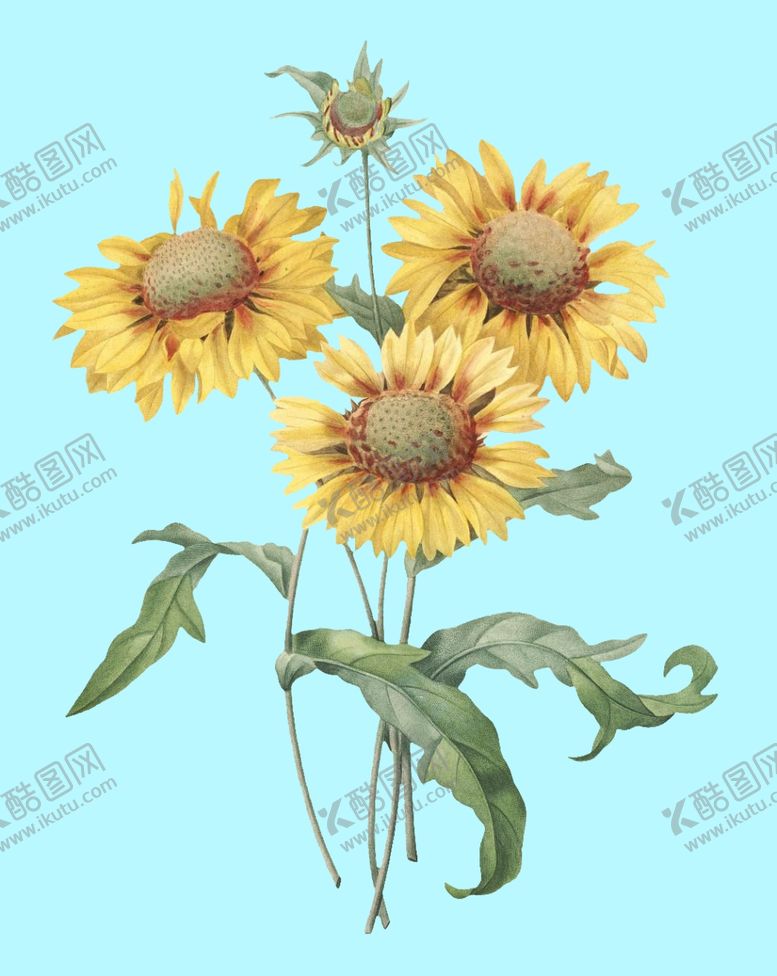 编号：72421109170059204028【酷图网】源文件下载-手绘花朵