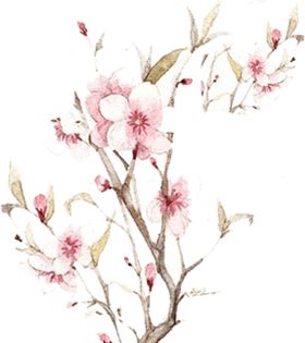 水墨传统国风花朵