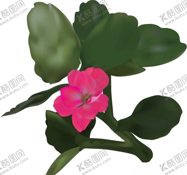 编号：23563605012128174979【酷图网】源文件下载-夏天的花朵