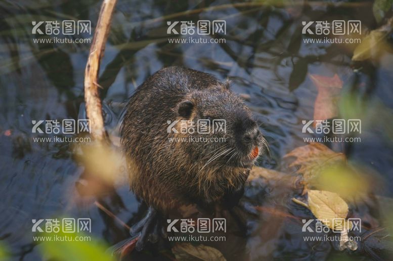 编号：18430112230937532979【酷图网】源文件下载-狐狸