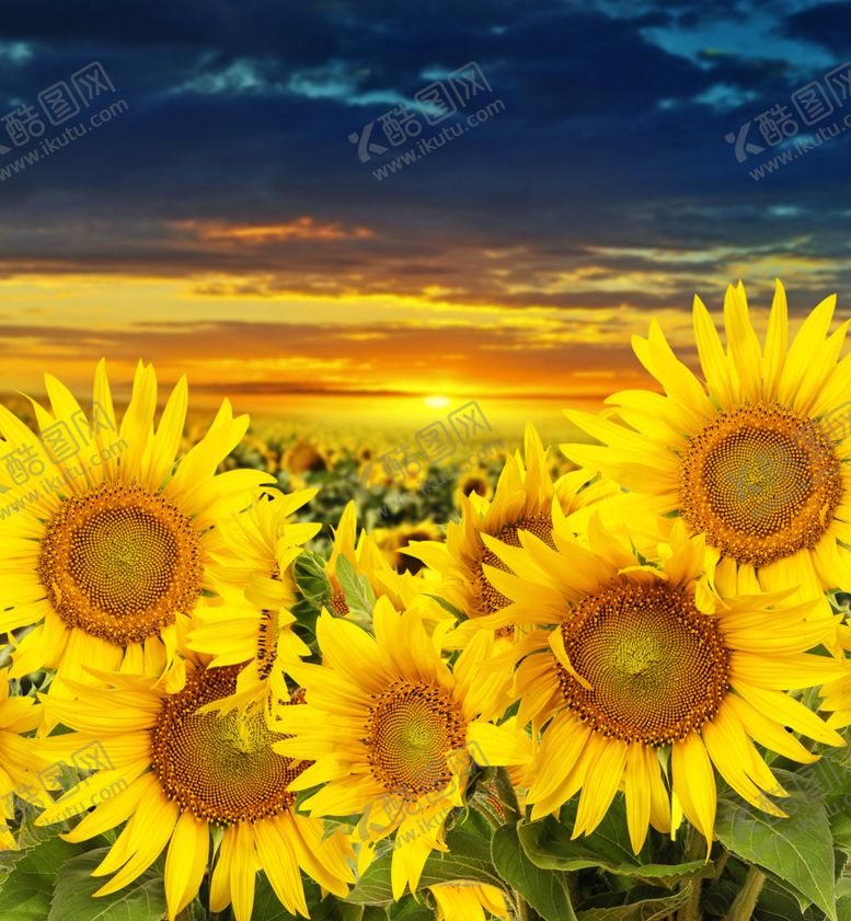 编号：44056210080721586771【酷图网】源文件下载-向日葵