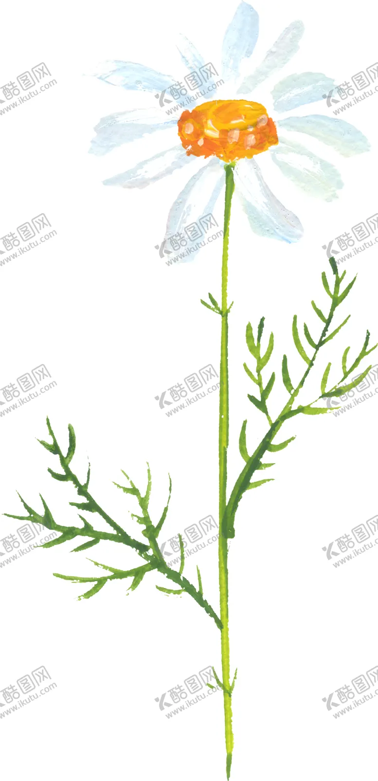 编号：42684806190220571485【酷图网】源文件下载-水彩手绘花卉花朵植物