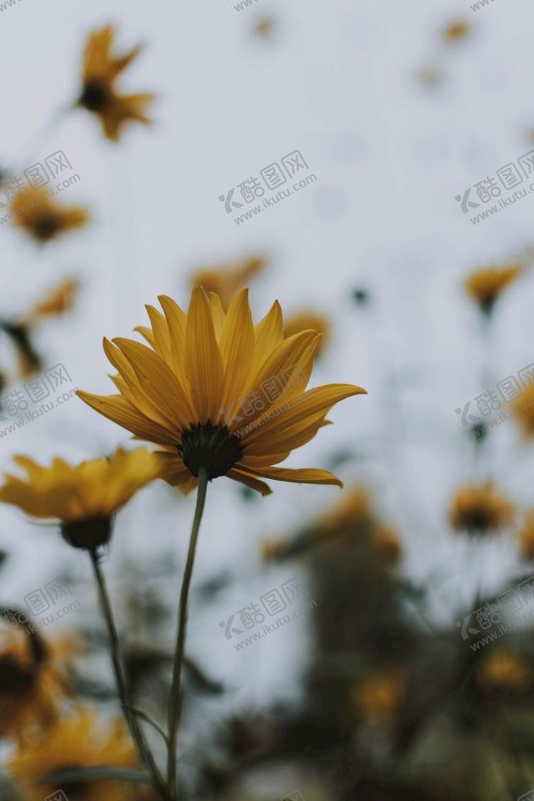 编号：39712010091922194702【酷图网】源文件下载-花