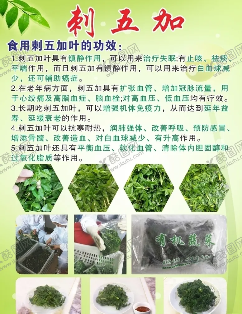 编号：38845306271808366837【酷图网】源文件下载-刺五加功效海报单页宣传海报