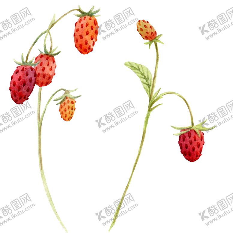 编号：50830707051626336639【酷图网】源文件下载-水彩植物
