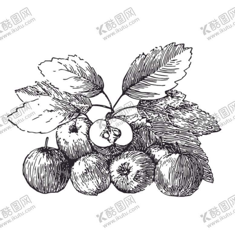 编号：14873610031914103636【酷图网】源文件下载-水果绘画线稿图案