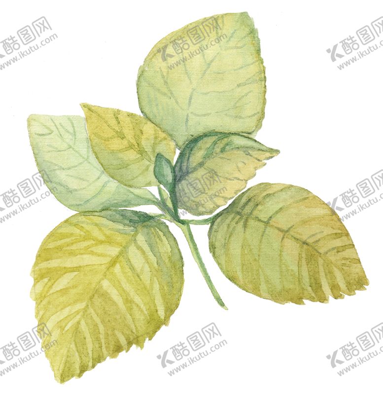 编号：12045509101942129699【酷图网】源文件下载-彩绘枝叶