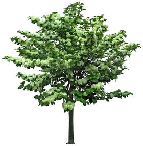免扣植物树木素材图片
