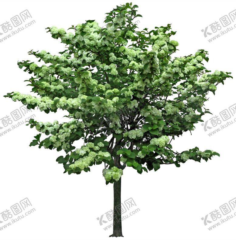 编号：29134905181631253381【酷图网】源文件下载-免扣植物树木素材图片
