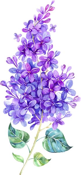 丁香花