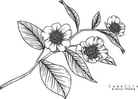 花卉花蕊